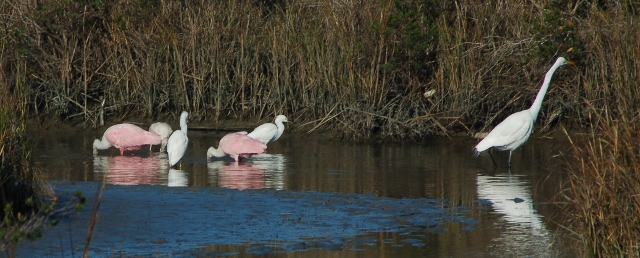 spoonbills